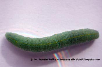 Abbildung 1: Die Raupen des Kleinen Kohlweißlings (Pieris rapae) sind grünlich gefärbt und besitzen auf dem Rücken eine gelbe Längslinie