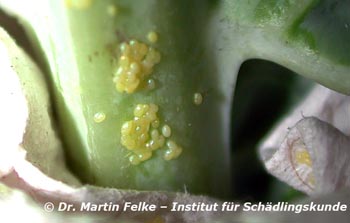 Abbildung 1: Ein Gelege der Kohlmotte (Plutella xylostella)