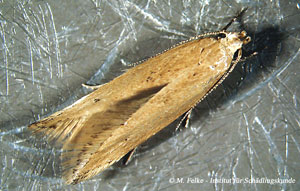Abbildung 4: Die Getreidemotte (Sitotroga cerealella) ist ebenso wie die Kornmotte (Nemapogon granellus) ein Getreideschädling
