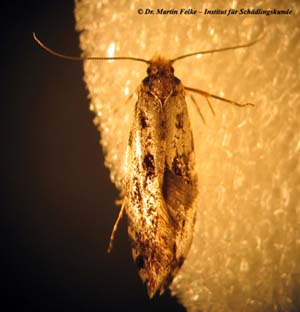 Abbildung 2: Kornmotten (Nemapogon granellus) entwickeln sich in feuchtem Getreide