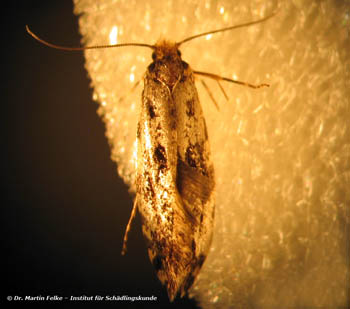 Abbildung 1: Die Kornmotte (Nemapogon granellus) ist ein Vorratsschädling