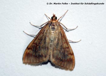 Maiszünsler (Ostrinia nubilalis)