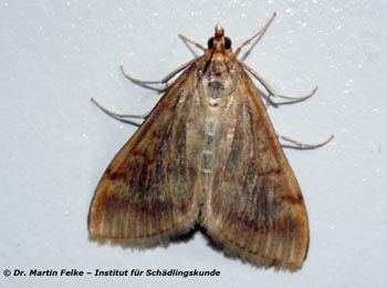 Abb. 2: Bei den heller gefärbten Weibchen des Maiszünslers (Ostrinia nubilalis) ist der Hinterleib unter den Flügeln verborgen