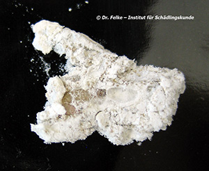 Abb. 4: Larve der Mehlmotte (Ephestia kuehniella) in ihrem Gespinst