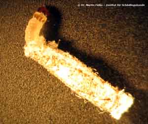 Abb. 4: Die Larve der Pelzmotte (Tinea pellionella) trägt eine selbst gebaute Gespinströhre mit sich herum
