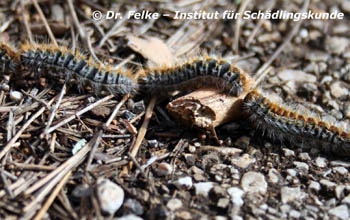 Pinienprozessionsspinner (Thaumetopoea pityocampa)