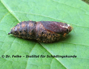 Schwammspinner (Lymantria dispar)