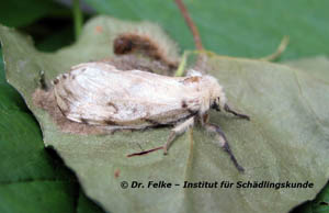 Schwammspinner (Lymantria dispar)