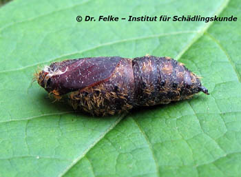 Abb. 5: Eine leere Puppenhülle des Schwammspinners (Lymantria dispar) – der Falter ist bereits geschlüpft