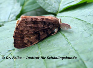 Abb. 2: Männliche Schwammspinner (Lymantria dispar) besitzen auffällig lange Antennen