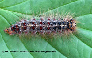 Abb. 4: Die älteren Raupen des Schwammspinners (Lymantria dispar) sind leicht an den roten und blauen Warzen auf dem Rücken zu erkennen