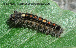 Abb. 3: Raupe des Schwammspinners (Lymantria dispar) im zweiten Larvalstadium