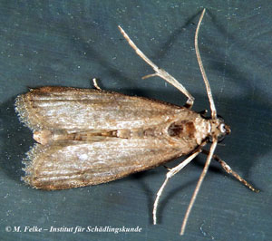 Speichermotte (Ephestia elutella)