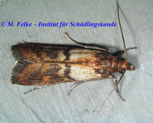 Abbildung 4: Die Dörrobstmotte (Plodia interpunctella) ist wie die Speichermotte (Ephestia elutella) ein Vorratsschädling