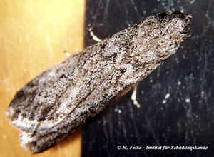 Abbildung 3: Die Mehlmotte (Ephestia kuehniella) ist nah mit der Speichermotte (Ephestia elutella) verwandt