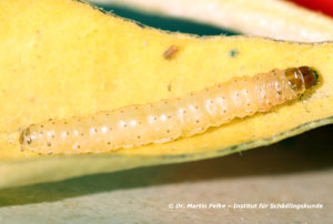 Abbildung 1: Die Larve der Speichermotte (Ephestia elutella) wird bis zu 15 mm lang