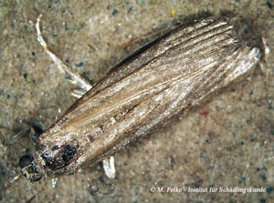 Abbildung 2: Die Speichermotte (Ephestia elutella) befällt eine ganze Reihe von Lebensmitteln