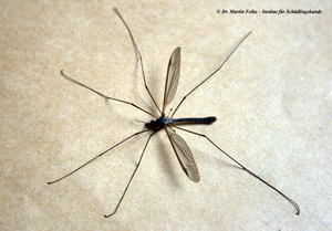 Abbildung 2: Die Wiesenschnake (Tipula paludosa) gilt als Schädling auf Grünland und Rasenflächen