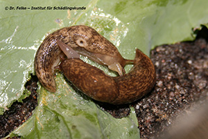 Genetzte Ackerschnecke (Deroceras reticulatum)