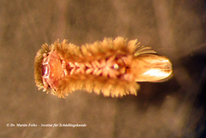 Abbildung 2: Pinselfüsser (Polyxenus lagurus) - Ventralansicht