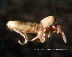 Springschwänze (Collembola)