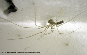 Abbildung 4: Ein Weibchen der Großen Zitterspinne (Pholcus phalangioides) mit einem Eipkokon