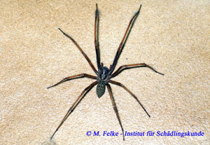 Abb. 1: Die Hausspinne (Tegenaria atrica) ist eine vergleichsweise große Spinnenart