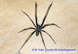 Abb. 3: Die Hausspinne (Tegenaria atrica) wird deutlich größer als die Kugelspinne (Steatoda triangulosa)