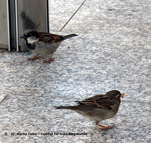 Haussperling (Passer domesticus)