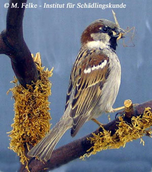 Haussperling (Passer domesticus)