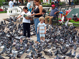 Haustaube (Columba livia domestica)