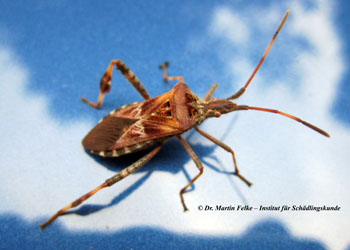 Abbildung 2: Typisch für die Amerikanische Zapfenwanze (Leptoglossus occidentalis) sind die blattartig verbreiterten Tibien der Hinterbeine
