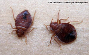 Abbildung 2: Die Bettwanze (Cimex lectularius) ist ein flügelloser, blutsaugender Parasit	