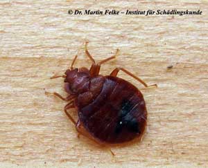 Abbildung 2: Bettwanzen (Cimex lextularius) sind blutsaugende Hygieneschädlinge