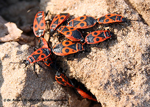 Abbildung 2: Die Feuerwanze (Pyrrhocoris apterus) tritt oft in Gruppen auf