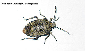 Abbildung 3: Die Graue Feldwanze (Rhaphigaster nebulosa) ist wie die Feuerwanze (Pyrrhocoris apterus) eher als Lästling, denn als Schädling einzustufen