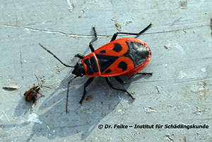 Abbildung 2: Die Feuerwanze (Pyrrhocoris apterus) ist wesentlich auff&auml;lliger gezeichnet als die Graue Feldwanze (Rhaphigaster nebulosa)