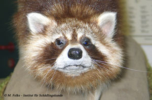 Abb. 1: Der Waschb&auml;r (Procyon lotor) besitzt eine charakteristische Gesichtsmaske und stammt urspr&uuml;nglich aus Nordamerika