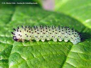 Abbildung 1: Die Larve der Eichenblattwespe (Periclista lineolata) ist leicht mit einer Schmetterlingsraupe zu verwechseln