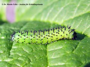 Abbildung 2: Die Larve der Eichenblattwespe (Periclista lineolata) ern&auml;hrt sich von Eichenbl&auml;ttern