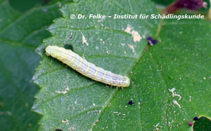 Abbildung 3: Die Raupe des Kleinen Frostspanners (Operophtera brumata) frisst ebenso wie die Larve der Eichenblattwespe (Periclista lineolata) an Eichenbl&auml;ttern