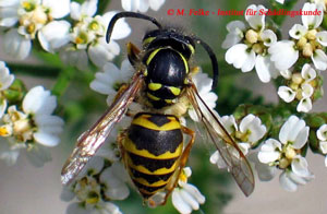 Abbildung 1: Arbeiterin der Gemeinen Wespe (Paravespula vulgaris)