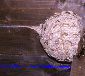 Abbildung 3: Das Nest der Gemeinen Wespe (Paravespula vulgaris) weist eine stark strukturierte Oberfläche mit zahlreichen, muschelförmigen Lufttaschen auf	