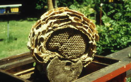 Abbildung 3: Ein Nest der Hornisse (Vespa crabro germana) von unten betrachtet, das ursprünglich in einem Vogelnistkasten angelegt worden war