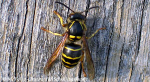 Mittlere Wespe (Dolichovespula media)