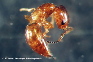 Abb. 1: Die Weibchen der Plattwespe Cephalonomia gallicola sind stets ungeflügelt
