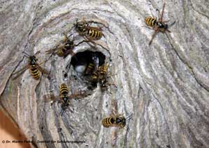 Abbildung 6: Arbeiterinnen der Sächsischen Wespe (Dolichovespula saxonica) an der Einflugöffnung ihres Nests