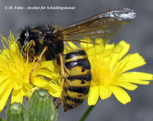 Abbildung 1: Sächsische Wespe (Dolichovespula saxonica) - Weibchen