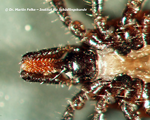 Abbildung 2: Mundwerkzeuge des Holzbocks (Ixodes ricinus) - Ventralansicht
