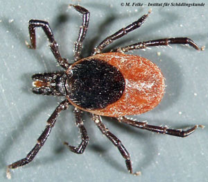 Abbildung 1: Der Holzbock (Ixodes ricinus) überträgt FSME und Lyme-Borrelliose auf den Menschen